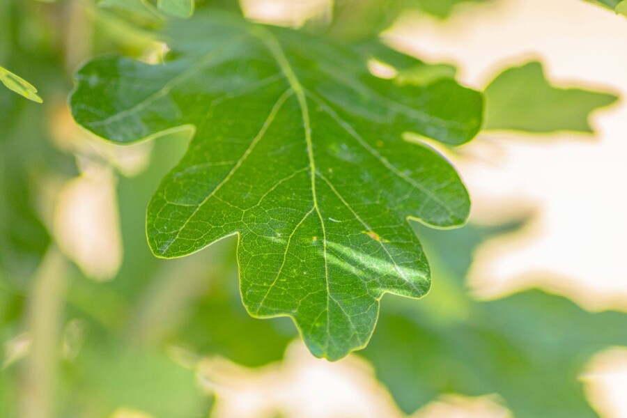 Quercus robur 'Fastigiata' BE 8/10 P/K Quercus robur 'Fastigiata' Stammbusch 8/10
