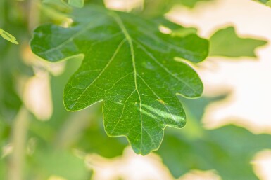Quercus robur 'Fastigiata' Stammbusch 8/10