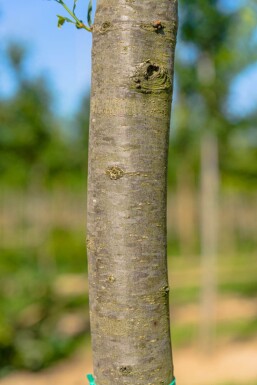 Quercus robur 'Fastigiata' Stammbusch 8/10
