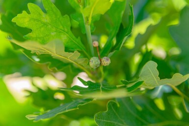 Quercus robur 'Fastigiata' Stammbusch 8/10