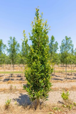 Quercus x warei 'Regal Prince' Stammbusch 4-6