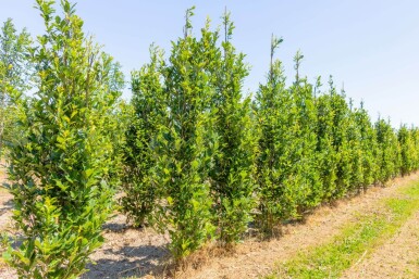 Quercus x warei 'Regal Prince' Stammbusch 4-6