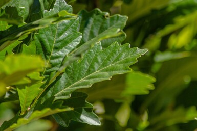 Quercus x warei 'Regal Prince' Stammbusch 4-6