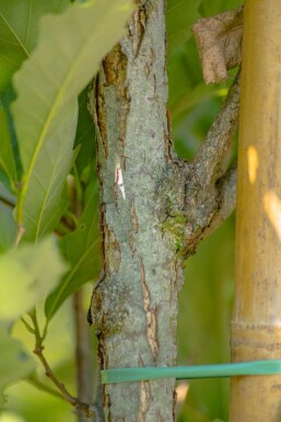 Quercus x warei 'Regal Prince' Stammbusch 4-6