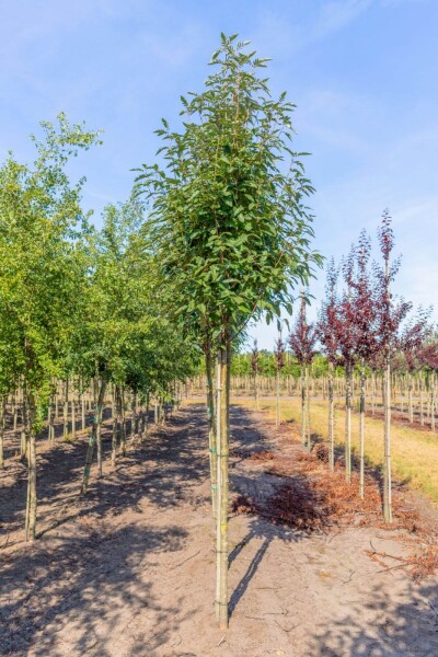 Sorbus x thuringiaca 'Fastigiata' Sorbus x thuringiaca 'Fastigiata'