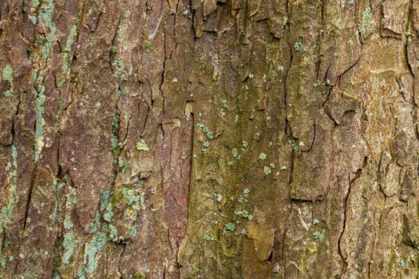 Acer pseudoplatanus Stammbusch