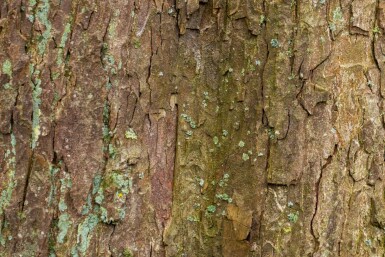 Acer pseudoplatanus Stammbusch 14/16