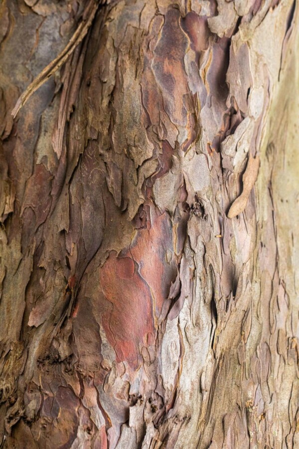 Acer pseudoplatanus BE 14/16 P/K Acer pseudoplatanus Stammbusch 14/16