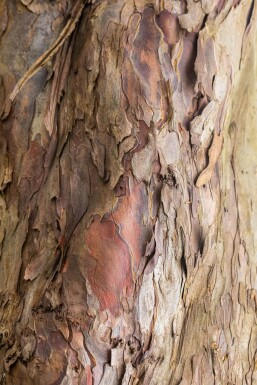 Acer pseudoplatanus Stammbusch 14/16