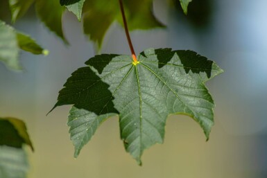 Acer pseudoplatanus Stammbusch 14/16