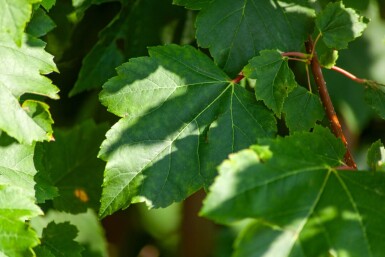 Acer x freemanii