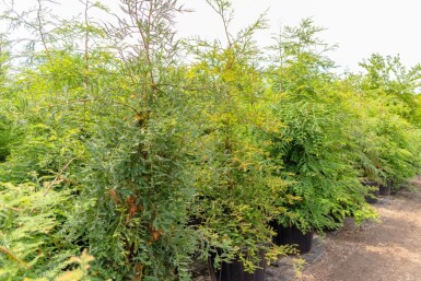 Sequoia sempervirens Stammbusch 8/10