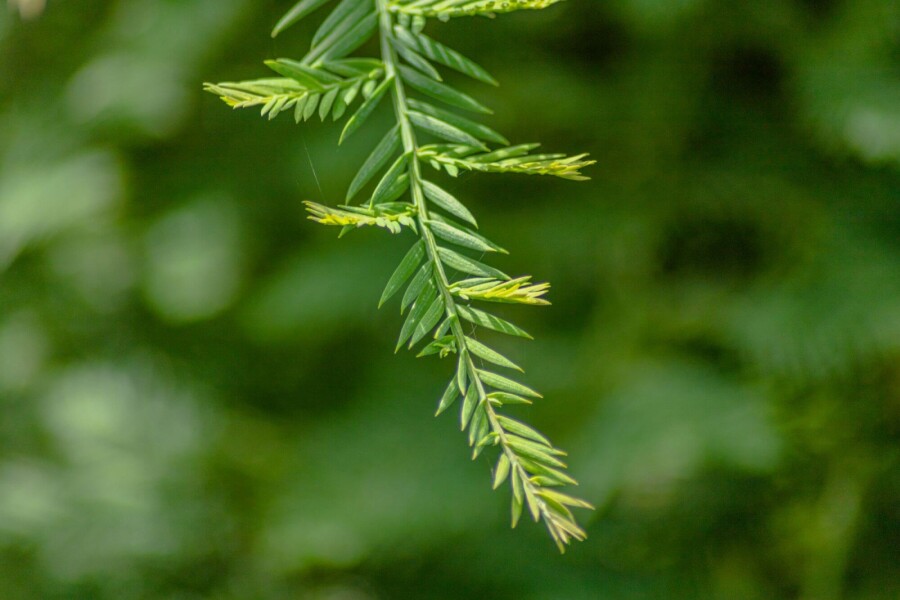 Sequoia sempervirens BE 8/10 P/K Sequoia sempervirens Stammbusch 8/10