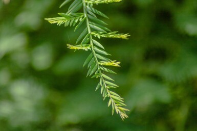 Sequoia sempervirens Stammbusch 8/10