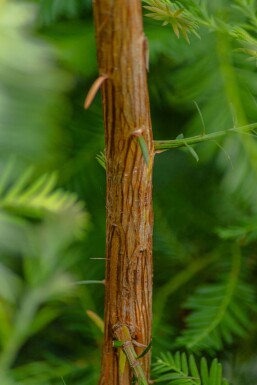 Sequoia sempervirens Stammbusch 8/10