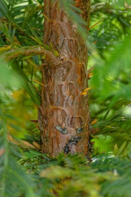 Sequoia sempervirens Stammbusch 8/10