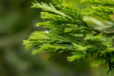 Sequoia sempervirens Stammbusch 8/10