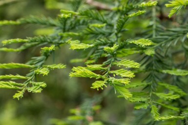 Sequoia sempervirens Stammbusch 8/10