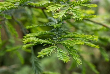 Sequoia sempervirens Stammbusch 8/10