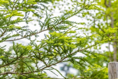 Sequoia sempervirens Stammbusch 8/10