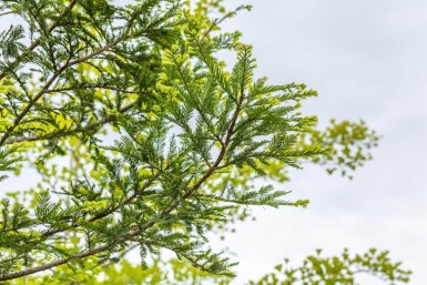 Sequoia sempervirens Stammbusch 8/10