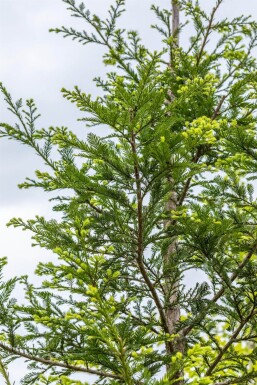 Sequoia sempervirens Stammbusch 8/10