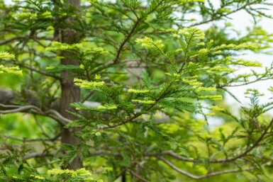 Sequoia sempervirens Stammbusch 8/10