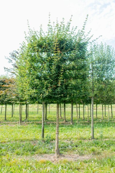 Acer campestre 'Elsrijk' Spalierbaum Acer campestre 'Elsrijk' Spalierbaum