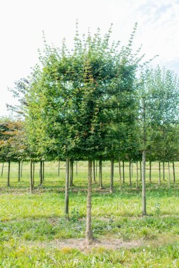 Acer campestre 'Elsrijk' Spalierbaum 16/18 40cm Stamm 120b x 180h