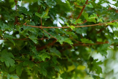 Acer campestre 'Elsrijk' Spalierbaum 16/18 40cm Stamm 120b x 180h