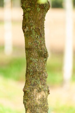Acer campestre 'Elsrijk' Spalierbaum 16/18 40cm Stamm 120b x 180h