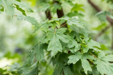 Acer campestre 'Elsrijk' Spalierbaum 16/18 40cm Stamm 120b x 180h