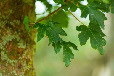 Acer campestre 'Elsrijk' Spalierbaum 16/18 40cm Stamm 120b x 180h