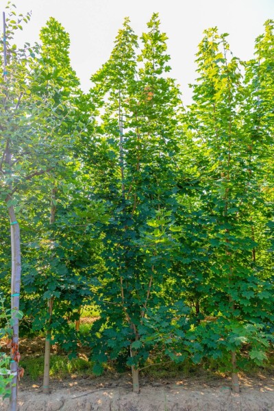 Acer platanoides Stammbusch