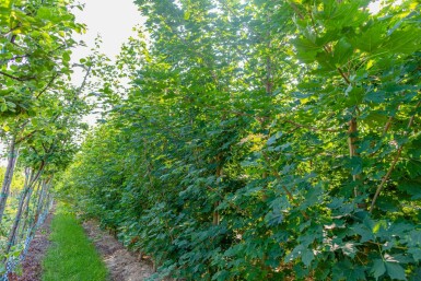 Acer platanoides Stammbusch