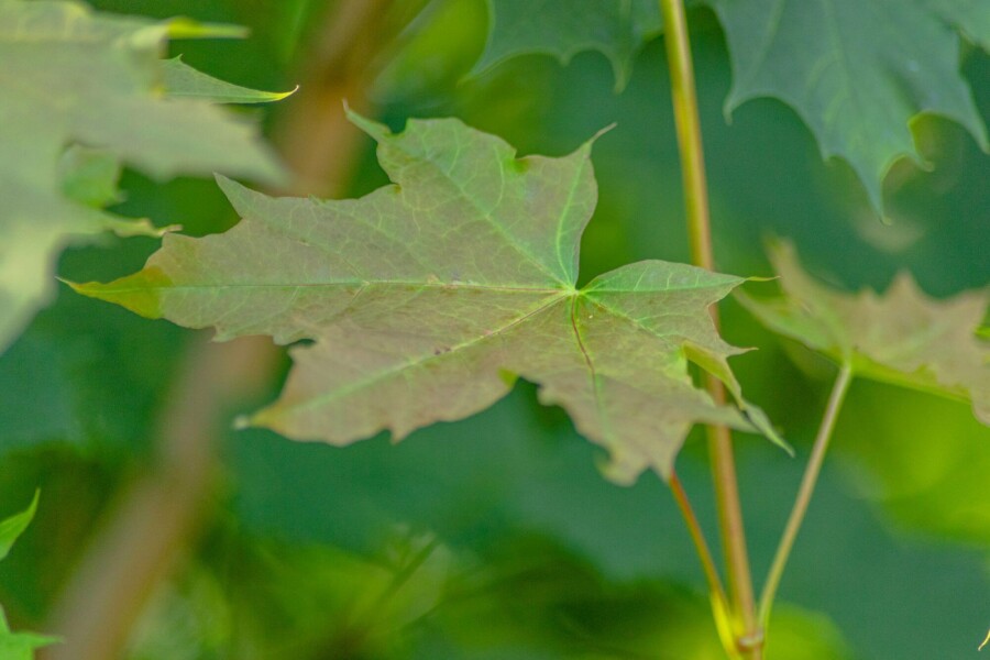 Acer platanoides beveerd Acer platanoides Stammbusch