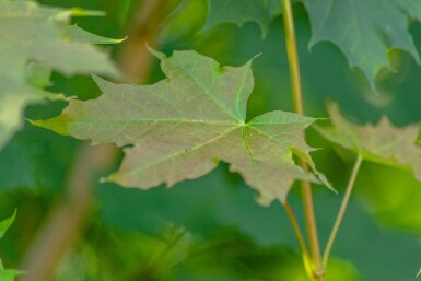 Acer platanoides Stammbusch