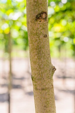 Acer platanoides Stammbusch