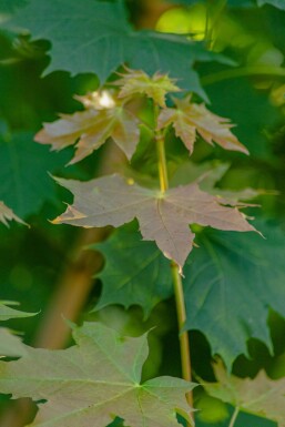 Acer platanoides Stammbusch