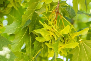 Acer platanoides Stammbusch