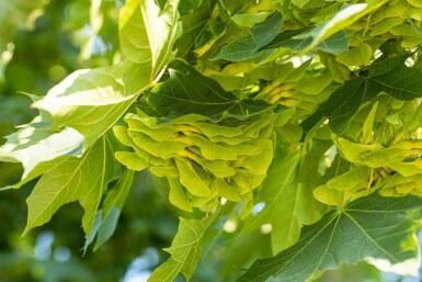 Acer platanoides Stammbusch