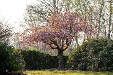 Prunus serrulata 'Kanzan' beveerd 18/20