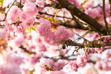 Prunus serrulata 'Kanzan' beveerd 18/20