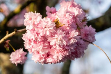 Prunus serrulata 'Kanzan' beveerd 18/20