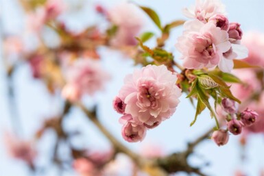 Prunus serrulata 'Kanzan' beveerd 18/20