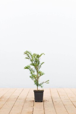 Taxus baccata arbuste 15-20 cm