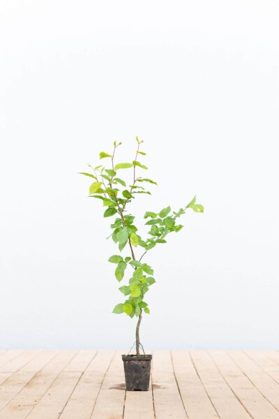 Beuk / Haagbeuk Carpinus Betulus 30-40 cm