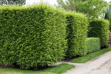 Beuk / Haagbeuk Carpinus Betulus 30-40 cm