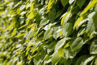 Beuk / Haagbeuk Carpinus Betulus 30-40 cm