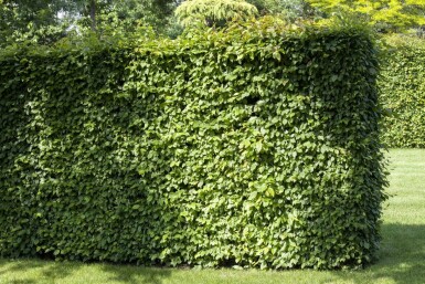 Beuk / Haagbeuk Carpinus Betulus 30-40 cm